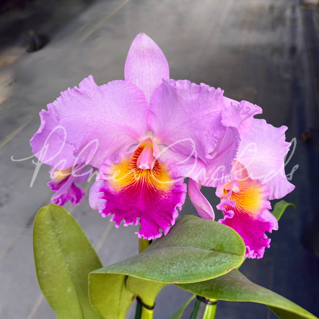 Rlc. William's Drumbeat — Palmer Orchids
